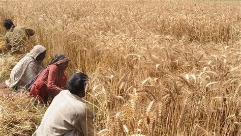 Hybrid Wheat Variety To Be Available By In Pakistan The Petri Dish