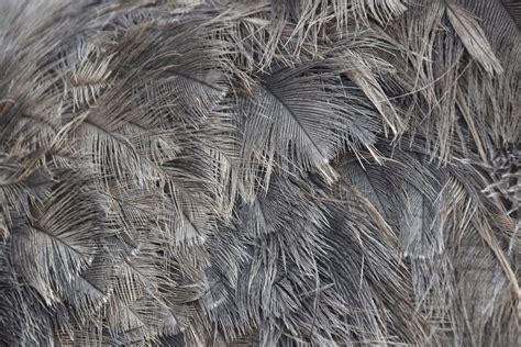 Ostrich Feather Free Stock Photo Public Domain Pictures