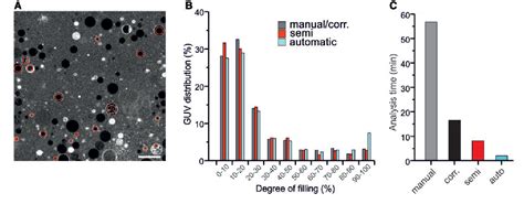 Figure From Automated Analysis Of Giant Unilamellar Vesicles Using