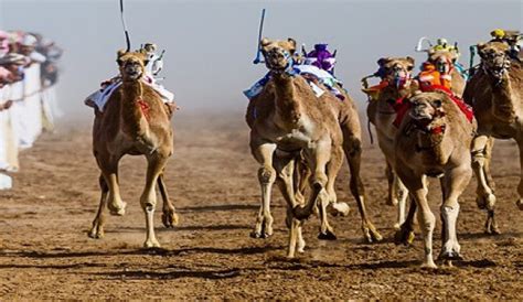 Dubai Royal Camel Racing Club Camel Racing Dubai