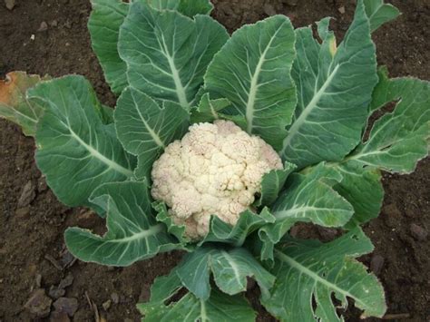 Cauliflower Brassica Oleracea Gemmifera Dear Plants