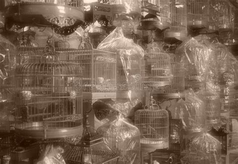 15 Bird Cages Free Stock Photos Stockfreeimages