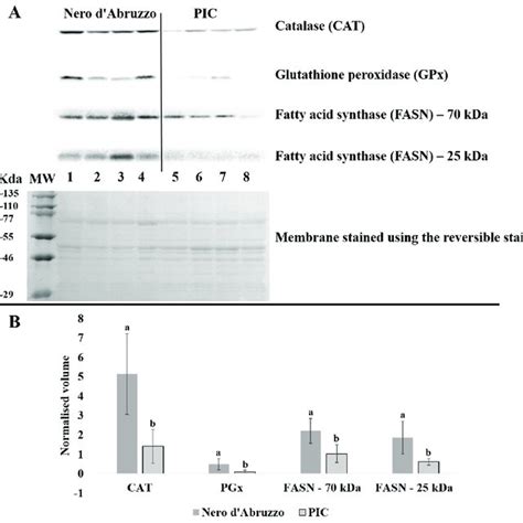 Western Blot Of Catalase Cat Glutathione Peroxidase Gpx And Fatty Download Scientific