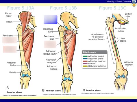 Medial Thigh Muscles