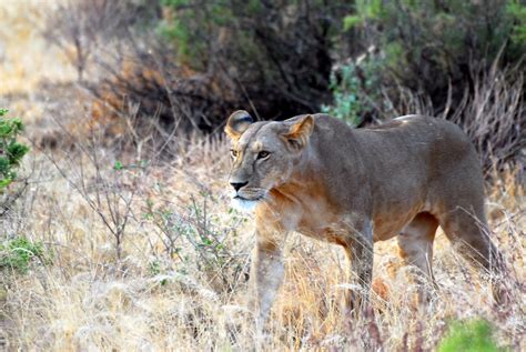 Lion Prédateur Afrique Photo gratuite sur Pixabay Pixabay