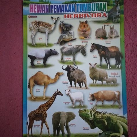 Poster Gambar Hewan Dan Tumbuhan