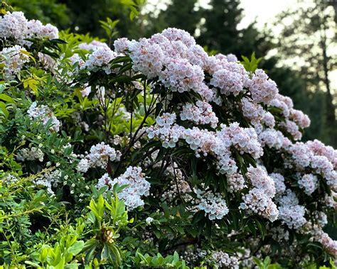 Best flowering shrubs: 13 blooming shrubs to add to a garden | Homes & Gardens