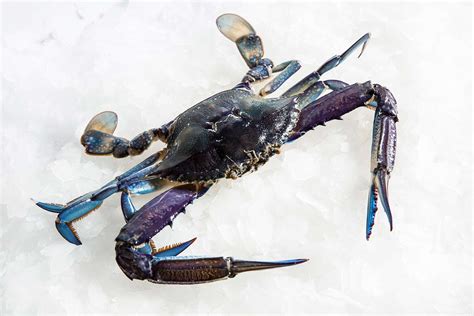 Blue Swimmer Crab Raw Crab Delivery Sydney Manettas Seafood