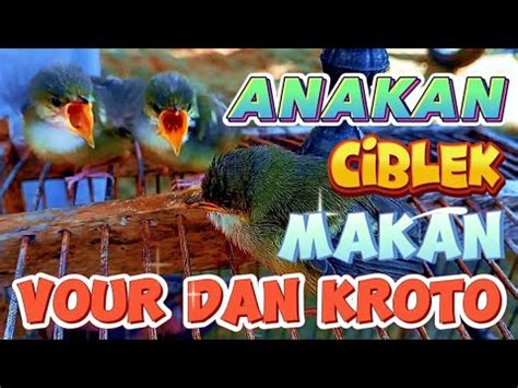 Tips Dan Cara Memberi Makan Lolohan Anak Ciblek Dengan Vour Dan Kroto