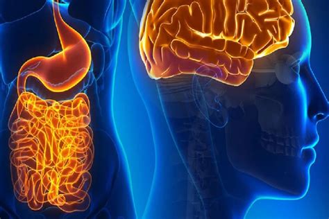 Eje Intestino Cerebro ¿cómo Se Comunican Y Relacionan