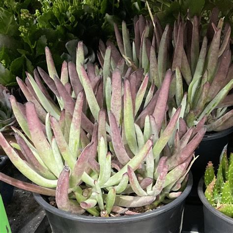 Cotyledon Moody Blooms