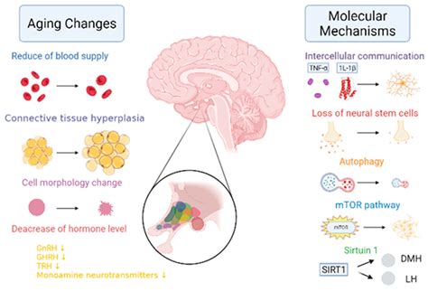 The Timing Sequence and Mechanism of Aging in Endocrine Organs