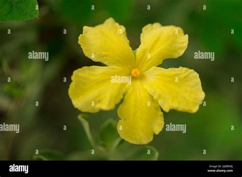 Spiders On Flowers Stock Photo Alamy