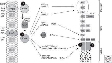 Polymyxin Alternative Mechanisms Of Action And Resistance