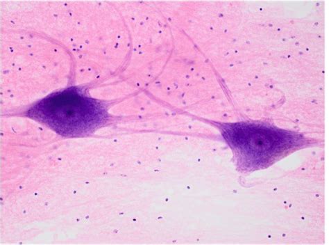 Anatomy Lab Quiz Histology Flashcards Quizlet