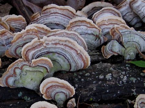 Turkey Tail Mushrooms Guide - World Mushroom Society
