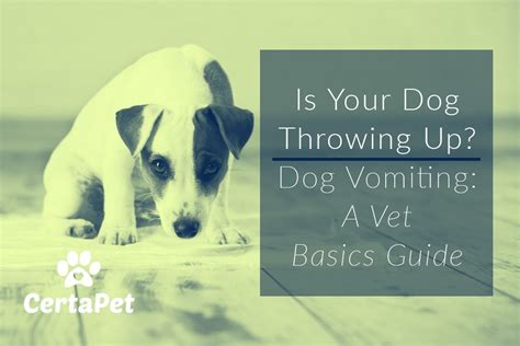 Is Your Dog Throwing Up? Dog Vomiting: A Vet Basics Guide ...