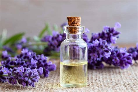 CÓMO HACER ACEITE DE LAVANDA Receta Casera de Aceite Esencial