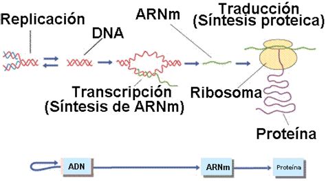 Procesos De ReplicaciÓn TranscripciÓn Y TraducciÓn Del Adn Y Arn Mind Map