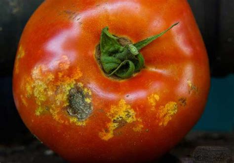 What do Stink Bugs Eat? Tomatoes, Grains, Insects + Feeding Habits ...