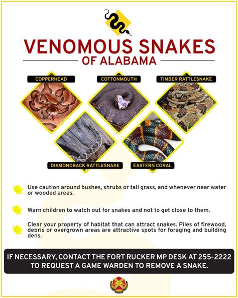 The Dos And Donts Of Snake Safety Article The United States Army