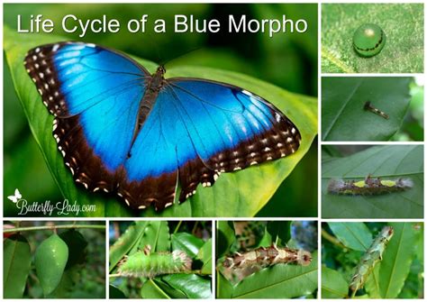 Life Cycle of the Blue Morpho Butterfly – Butterfly Lady