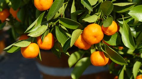 Quel Arbre Fruitier Est R Sistant Au Froid