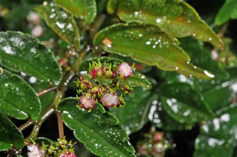 Pellionia Radicans Urticaceae Image At Phytoimages Siu Edu