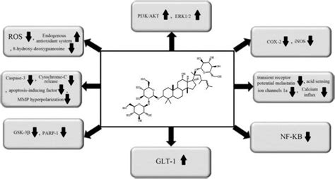 Molecular Mechanisms Underlying The Promising Effects Of Ginsenoside Rd