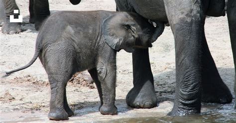 A baby elephant stands in the water photo – Free Malawi Image on Unsplash