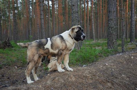 Central Asian Shepherd Dog A Majestic Breed