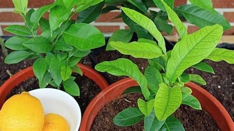 Cómo sembrar un árbol de limones en casa Panorama Agrario Plants