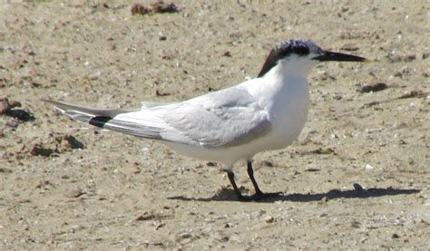 Cimg6252 Sandwich Tern 2010 09 30 Montrose Beach Cook Co … Flickr