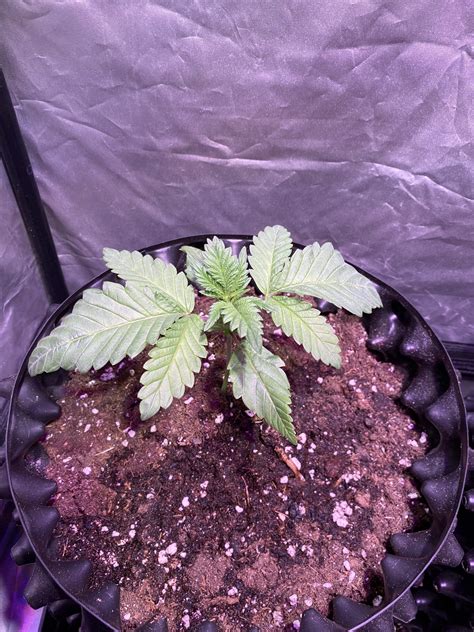 Barney S Farm Glookies Grow Diary Journal Week By Growingbcn