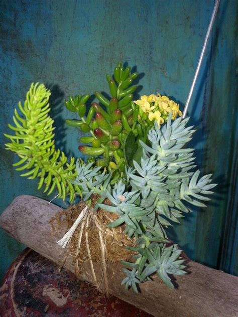 Yellow Kalanchoes Plants Succulents