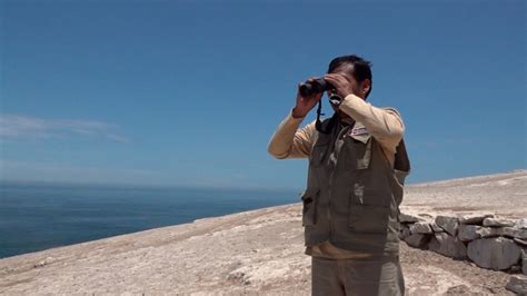 Guardaislas Protegen A M S De Cuatro Millones De Aves Guaneras En El