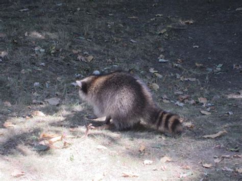 Montreal Part Trois Gay NYC Dad