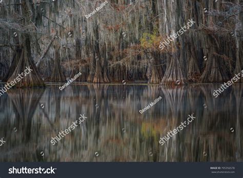 Bald Cypress Trees Caddo Lake State Stock Photo Edit Now 795356578