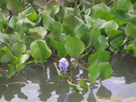 Image Collection Of Wild Vascular Plants Pontederia Azurea