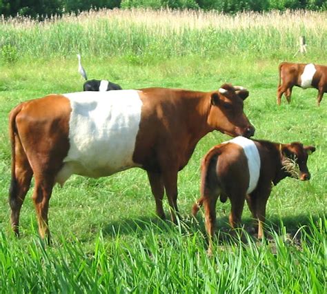 Dutch Belted Cattle: Origin, Characteristics, Uses, Photo