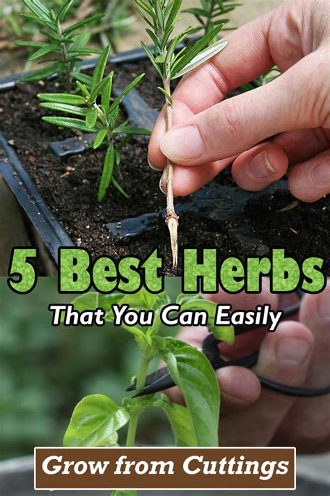 5 Best Herbs That You Can Easily Grow From Cuttings In 2024 Herbs