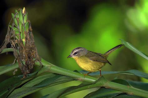 Foto Pula Pula Basileuterus Culicivorus Por Roberto Gallacci Wiki