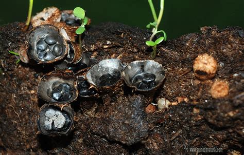 Cyathus Stercoreus Schw De Toni Hongo Copr Filo En Esti Flickr