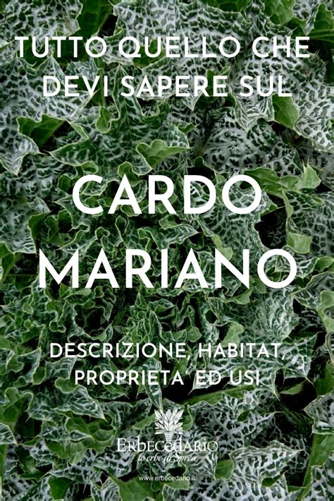 Descrizione Storia Habitat Uso Proprietà e Benefici del CARDO