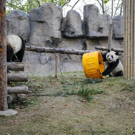 Pandas Shanghai Zoo Stock Photo by ©innervision 265592718