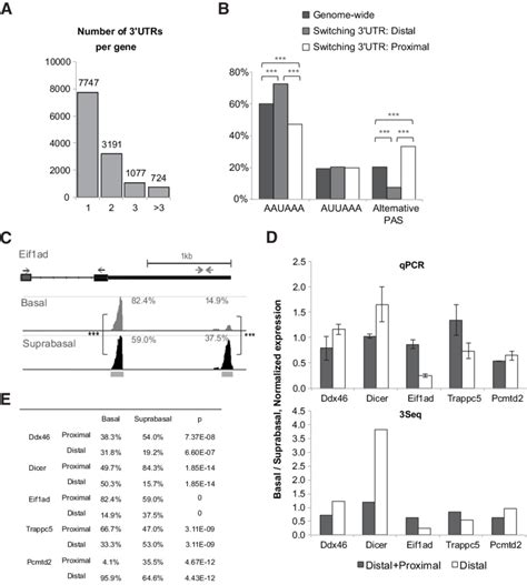 Differential 3 UTR Formation Is Identified In Embryonic Skin Stem