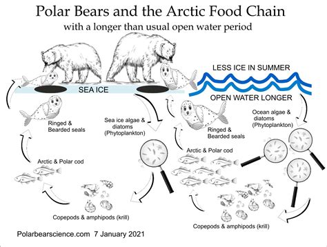 Polar Bear Top Of Food Chain Revised 6 Jan 2021 Polarbearscience