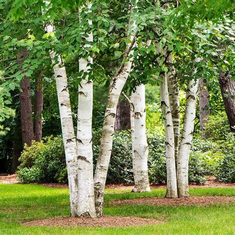 White Birch Trees for Sale – FastGrowingTrees.com