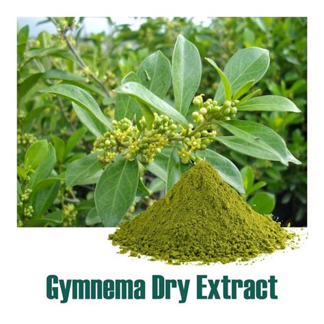 Gymnema Sylvestre 75 Dry Extract Powder Packaging Type Drum