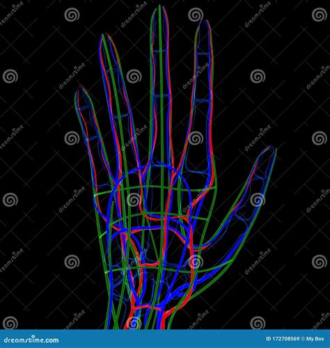 3d Illustration Human Hand Lymph Nodes Circulatory System 3d Render